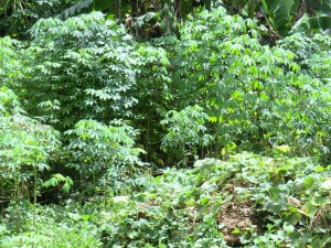 champ de manioc
