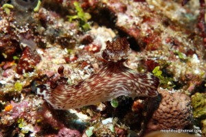 et voilà les nudibranches...