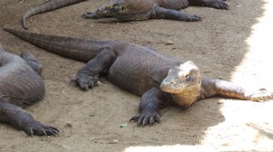 varan du komodo à l'affût