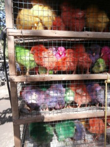 poussins multicolores