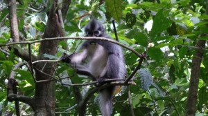 macaques à l'horizon!