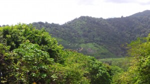 forêt à perte de vue dans le Sud