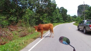 un taureau qui tape le stop