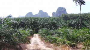 plantations de palmiers à huile