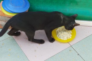 chat mangeur de riz
