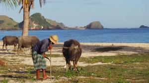 l'homme qui parlait à l'oreille des buffalo