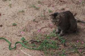chat jouant avec un serpent