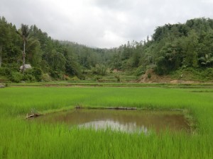 rizières et zone à poissons