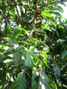 Plantation de café