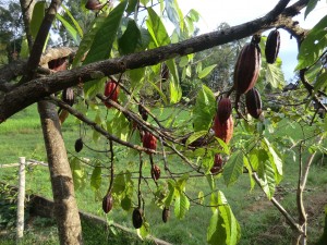 Cacaotiers