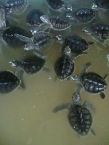 tortues de 4 mois