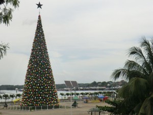 pas de neige mais gros sapin