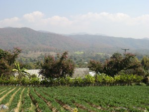 champ de fraises