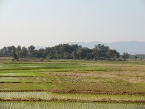 quelques rizières