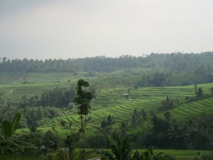 arrivée sur Jatiluwih