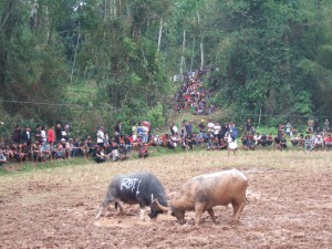 combat de buffles