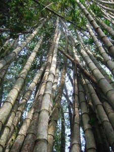 forêt de bambous