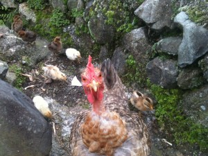 poule protégeant ses poussins