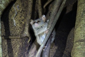 Tarsier curieux