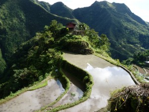 rizières depuis Banaue