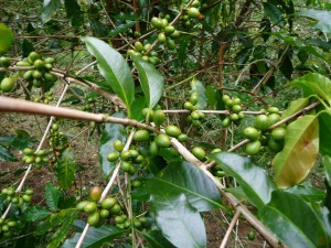 plantation de café