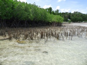 mangroves